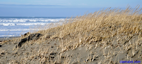 Grayland Beach